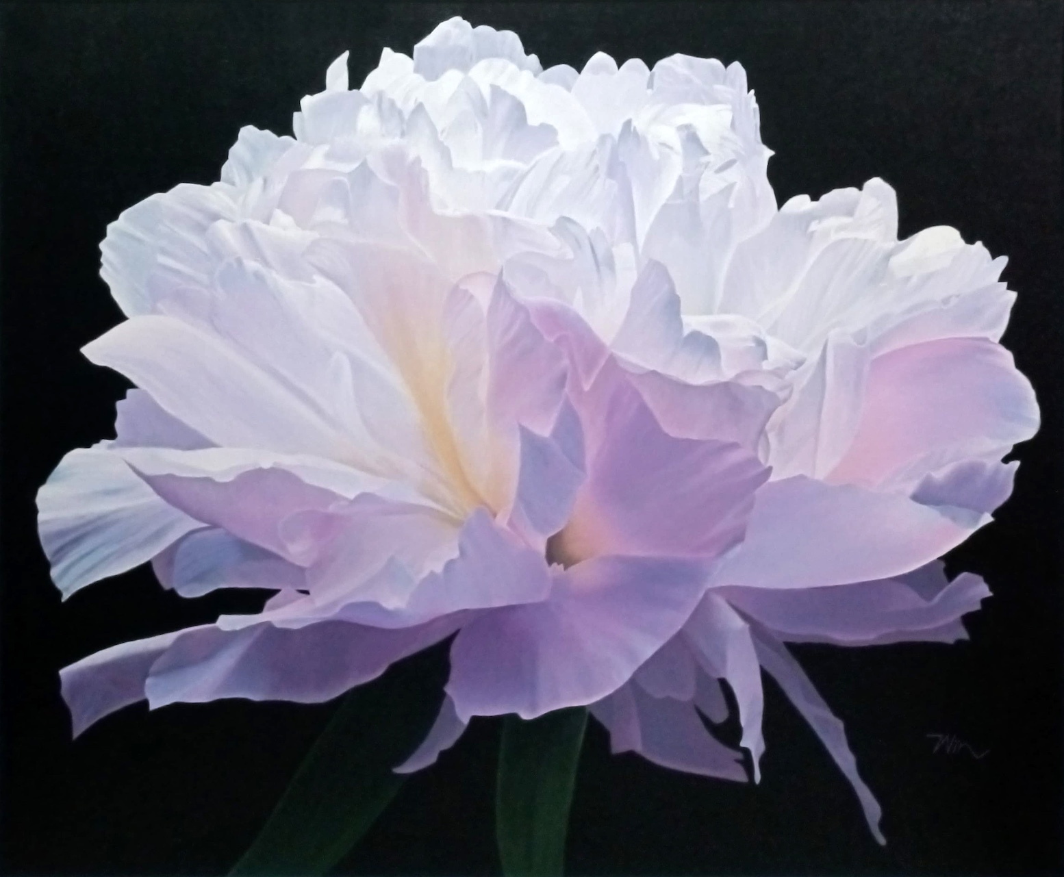 Pesona Peony