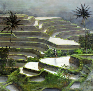 Terracing Ricefields