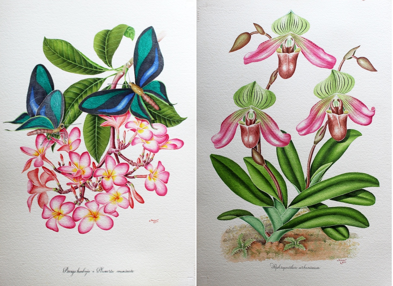 Frangipani and Slipper Orchid