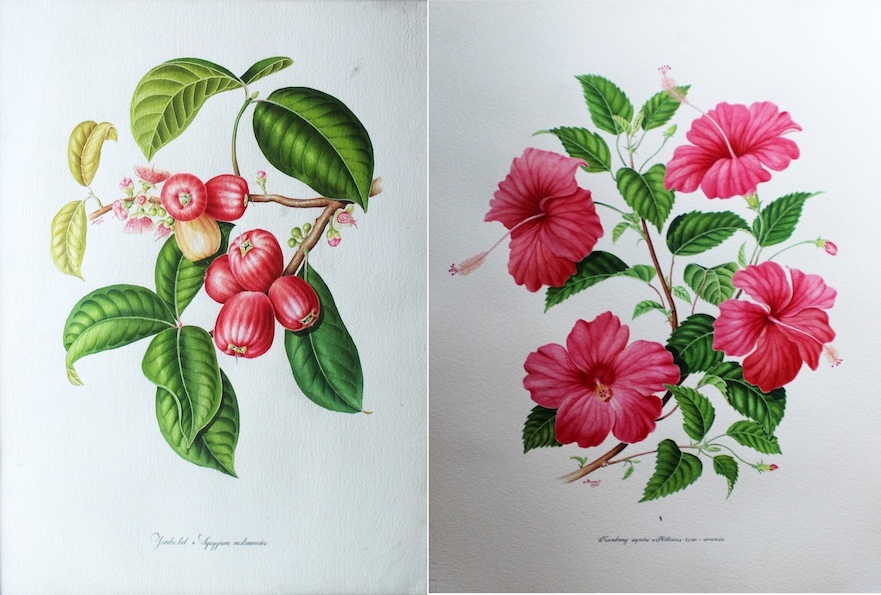 Malay Apple and Hibiscus